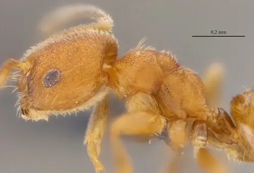 Brachymyrmex iridescens specimen UFV-LABECOL-010768 image ufv-labecol-010768_5