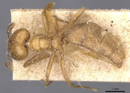Brachymyrmex micromegas specimen CASENT0911608 image casent0911608_1