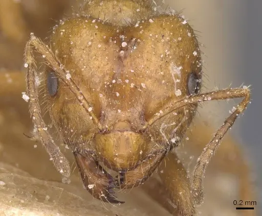 Brachymyrmex micromegas specimen CASENT0911608 image casent0911608_2
