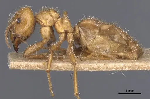 Brachymyrmex micromegas specimen CASENT0911608 image casent0911608_3
