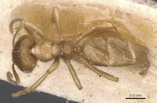 Brachymyrmex micromegas specimen CASENT0911609 image casent0911609_1