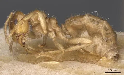 Brachymyrmex micromegas specimen CASENT0911609 image casent0911609_2