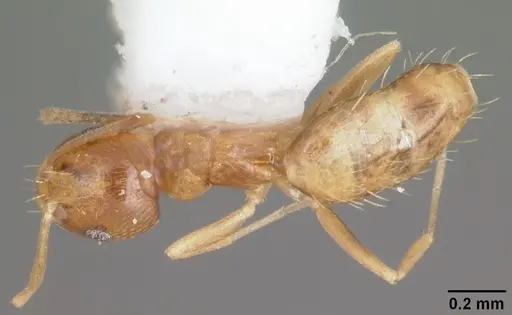 Brachymyrmex minutus specimen CASENT0103625 image casent0103625_1