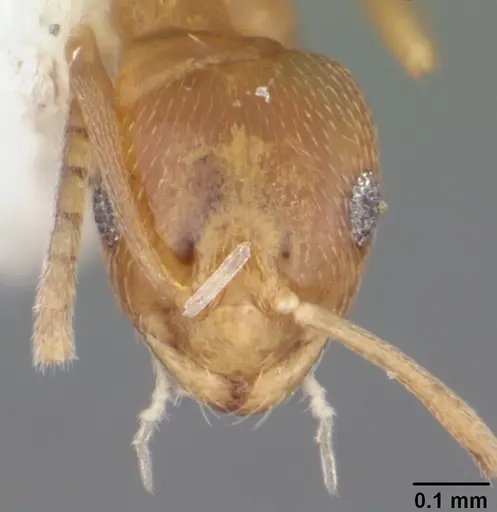 Brachymyrmex minutus specimen CASENT0103625 image casent0103625_2