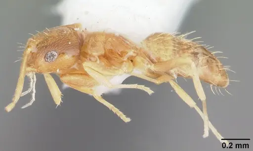 Brachymyrmex minutus specimen CASENT0103625 image casent0103625_3