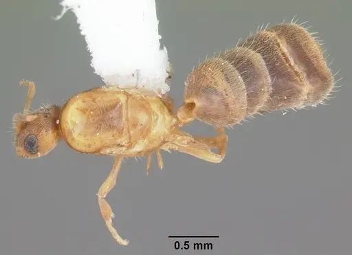 Brachymyrmex minutus specimen CASENT0103626 image casent0103626_1