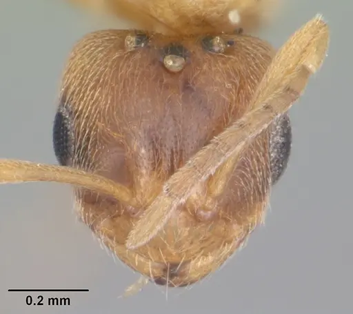 Brachymyrmex minutus specimen CASENT0103626 image casent0103626_2