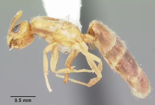 Brachymyrmex minutus specimen CASENT0103626 image casent0103626_3
