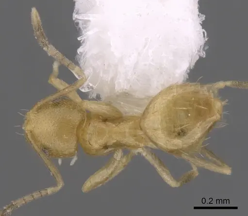 Brachymyrmex minutus specimen CASENT0249946 image casent0249946_1