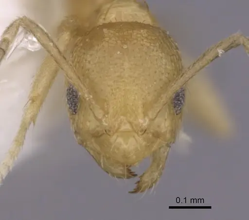 Brachymyrmex minutus specimen CASENT0249946 image casent0249946_2