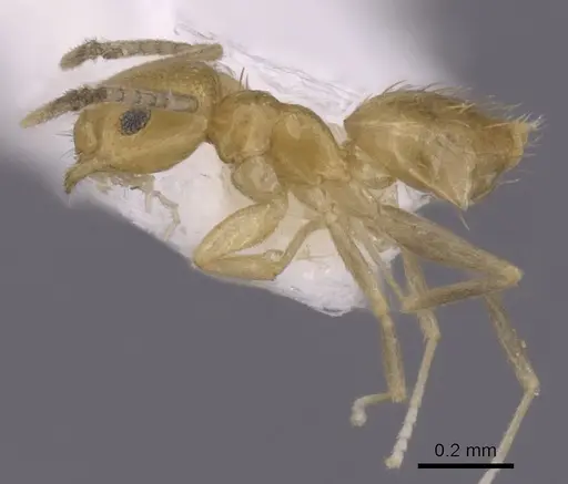 Brachymyrmex minutus specimen CASENT0249946 image casent0249946_3