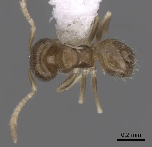 Brachymyrmex minutus specimen CASENT0249947 image casent0249947_1