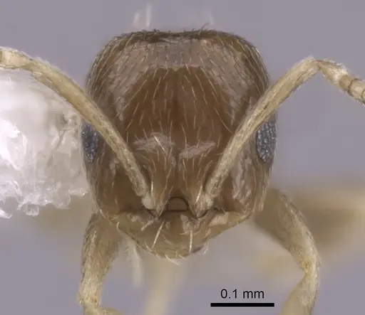 Brachymyrmex minutus specimen CASENT0249947 image casent0249947_2