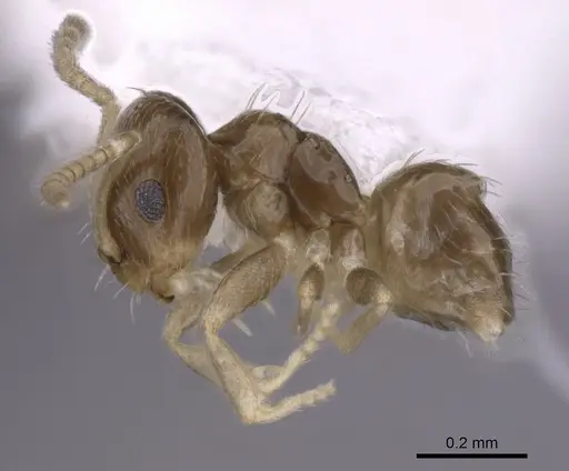 Brachymyrmex minutus specimen CASENT0249947 image casent0249947_3