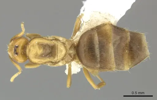 Brachymyrmex minutus specimen CASENT0602019 image casent0602019_1