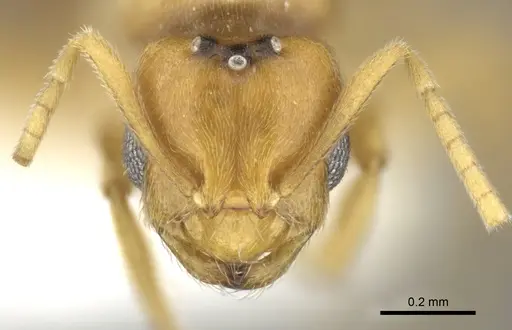 Brachymyrmex minutus specimen CASENT0602019 image casent0602019_2