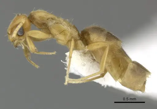 Brachymyrmex minutus specimen CASENT0602019 image casent0602019_3