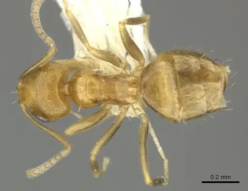 Brachymyrmex minutus specimen CASENT0602037 image casent0602037_1