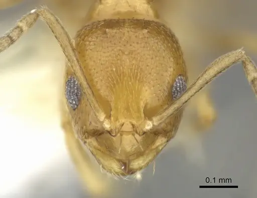 Brachymyrmex minutus specimen CASENT0602037 image casent0602037_2