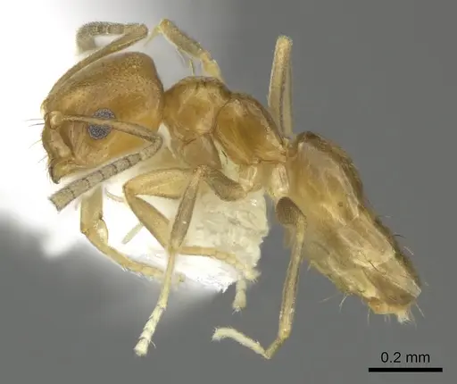 Brachymyrmex minutus specimen CASENT0602037 image casent0602037_3