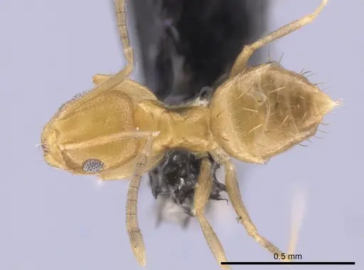 Brachymyrmex minutus specimen CASENT0653681 image casent0653681_1
