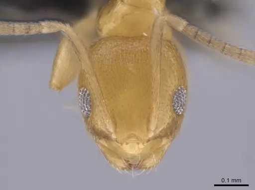 Brachymyrmex minutus specimen CASENT0653681 image casent0653681_2