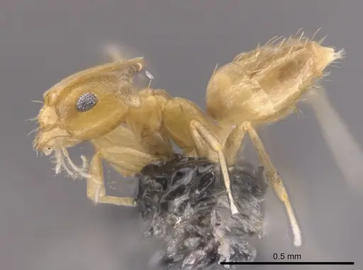 Brachymyrmex minutus specimen CASENT0653681 image casent0653681_3
