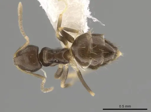 Brachymyrmex minutus specimen CASENT0653714 image casent0653714_1