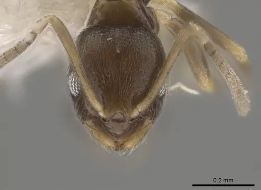 Brachymyrmex minutus specimen CASENT0653714 image casent0653714_2