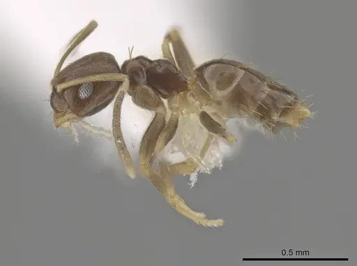 Brachymyrmex minutus specimen CASENT0653714 image casent0653714_3