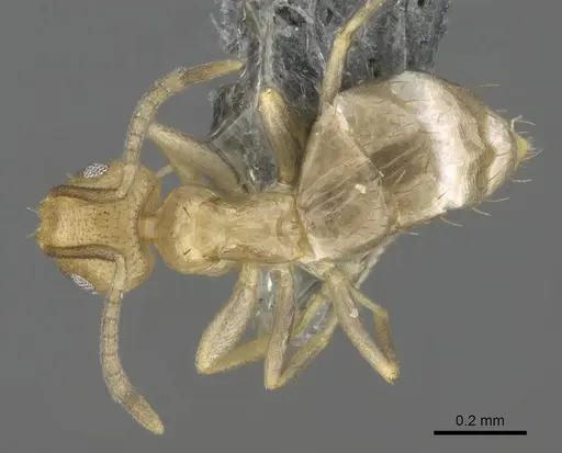Brachymyrmex minutus specimen CASENT0767579 image casent0767579_1