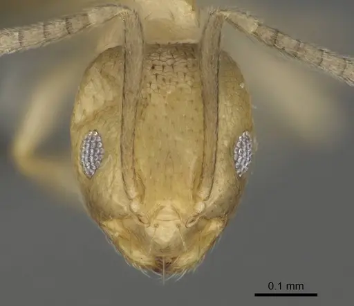 Brachymyrmex minutus specimen CASENT0767579 image casent0767579_2