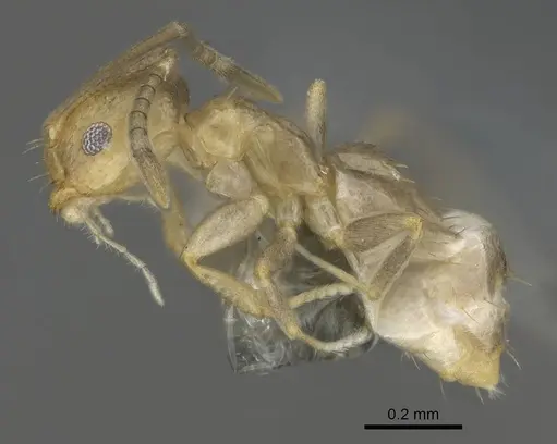 Brachymyrmex minutus specimen CASENT0767579 image casent0767579_3