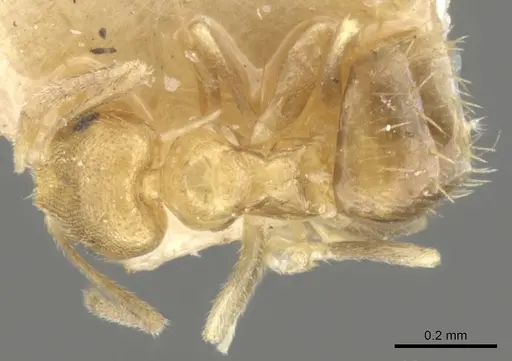 Brachymyrmex minutus specimen CASENT0903121 image casent0903121_1