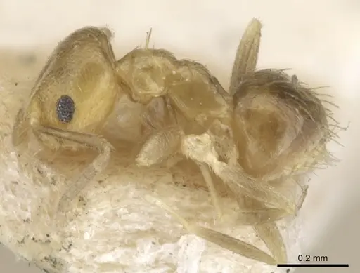 Brachymyrmex minutus specimen CASENT0903121 image casent0903121_3