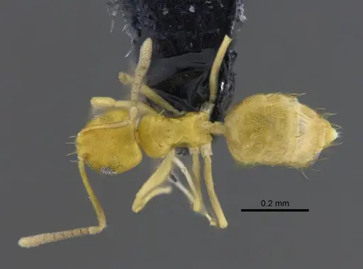 Brachymyrmex minutus specimen CBUMAGENT41829 image cbumagent41829_1
