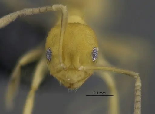Brachymyrmex minutus specimen CBUMAGENT41829 image cbumagent41829_2