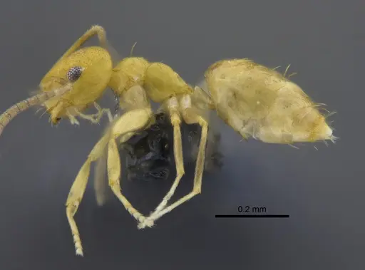 Brachymyrmex minutus specimen CBUMAGENT41829 image cbumagent41829_3