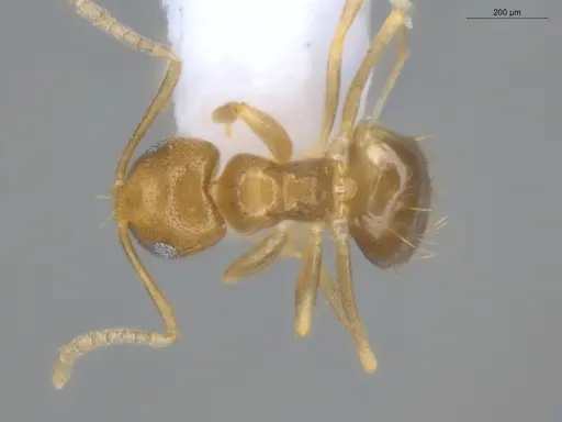 Brachymyrmex minutus specimen ECOFOG-BOUM-0021-12 image ecofog-boum-0021-12_1