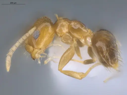 Brachymyrmex minutus specimen ECOFOG-BOUM-0021-12 image ecofog-boum-0021-12_3