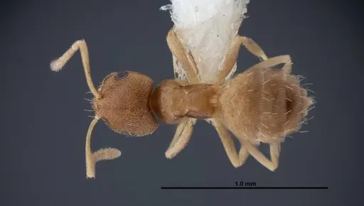 Brachymyrmex minutus specimen FMNHINS0000088667 image fmnhins0000088667_1