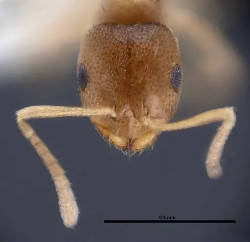 Brachymyrmex minutus specimen FMNHINS0000088667 image fmnhins0000088667_2