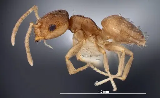 Brachymyrmex minutus specimen FMNHINS0000088667 image fmnhins0000088667_3
