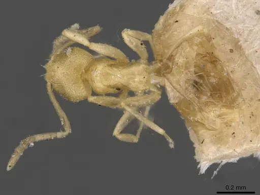 Brachymyrmex minutus specimen USNMENT00757150 image usnment00757150_1