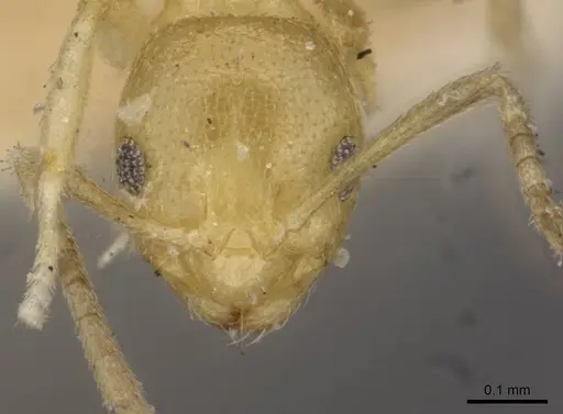 Brachymyrmex minutus specimen USNMENT00757150 image usnment00757150_2