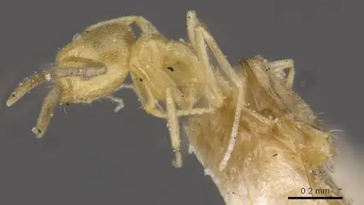 Brachymyrmex minutus specimen USNMENT00757150 image usnment00757150_3