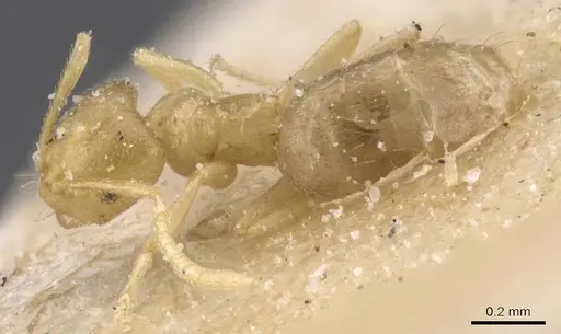 Brachymyrmex modestus specimen CASENT0911603 image casent0911603_1