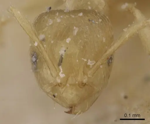 Brachymyrmex modestus specimen CASENT0911603 image casent0911603_2