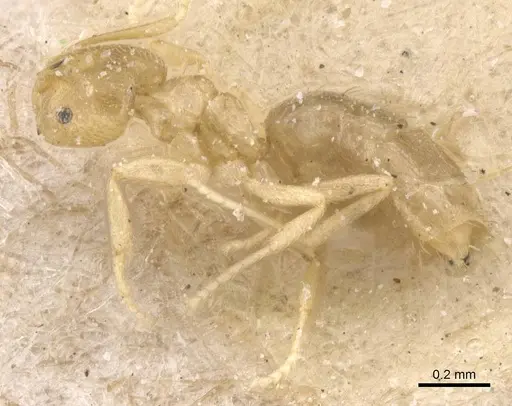 Brachymyrmex modestus specimen CASENT0911603 image casent0911603_3