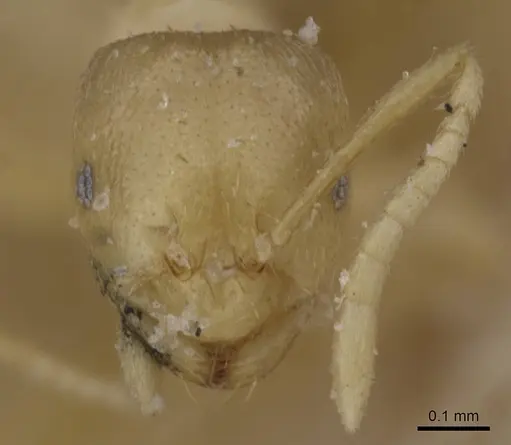 Brachymyrmex modestus specimen CASENT0911604 image casent0911604_2
